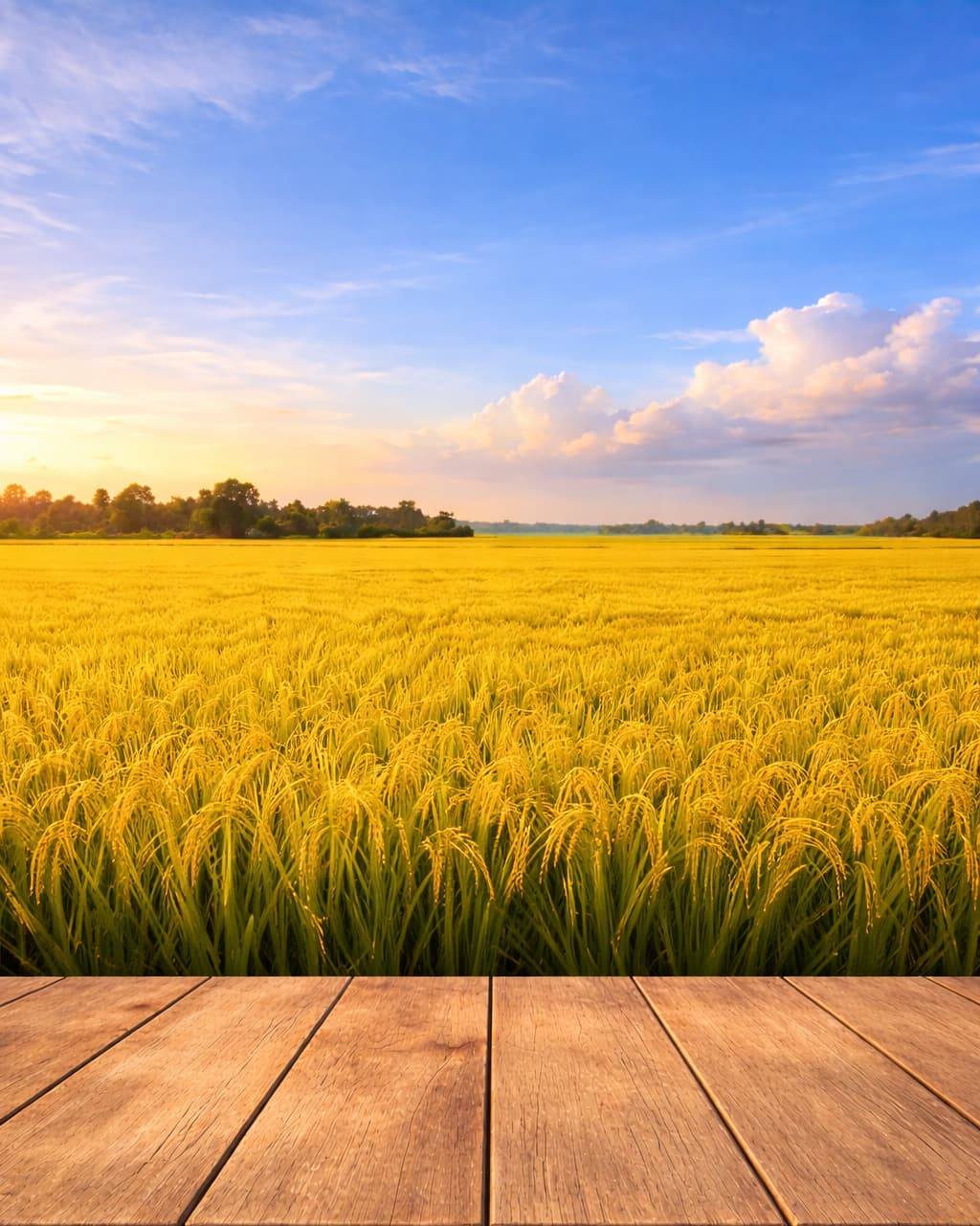 Food showcase background mobile